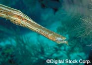 Image of trumpetfish snout