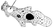 Graphic of ameba vacuole