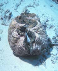 Image of giant clam