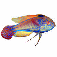 Wrasse