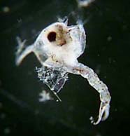 Image of zoea larva