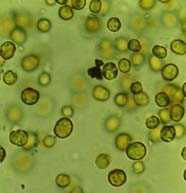 Image of living zooxanthellae